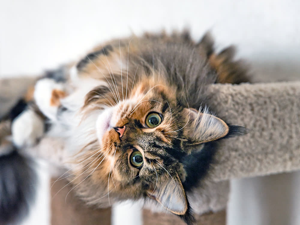 The 8 Best Cat Trees for Maine Coons, Sorted by Size and Your Ceiling