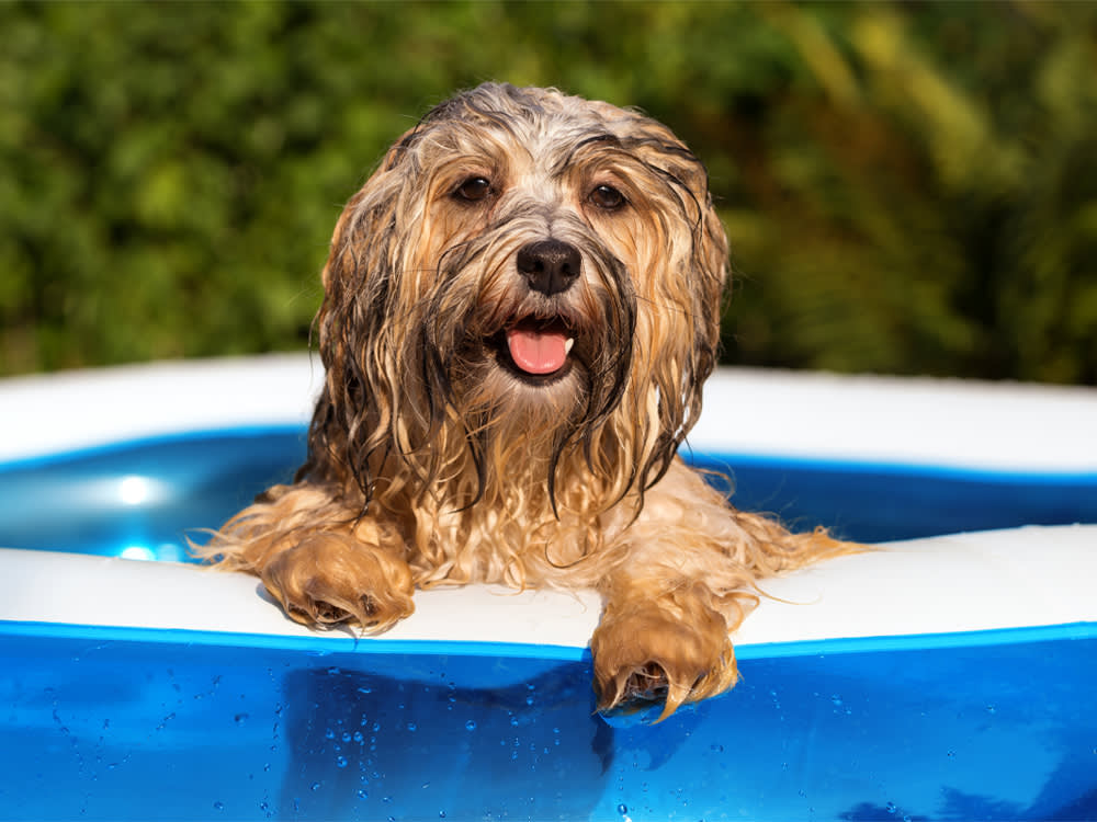 Build Your Dog's Pool-Day Kit in the Right Order: Safety First, Toys Last
