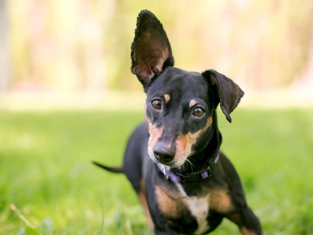 Two Organs in One: The Hidden Engineering of Your Dog's Ears