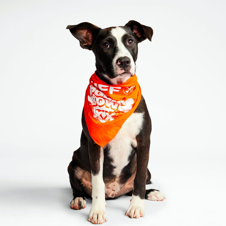 The Puppy Bowl XX Lineup, Sorted Into Taylor Swift Eras