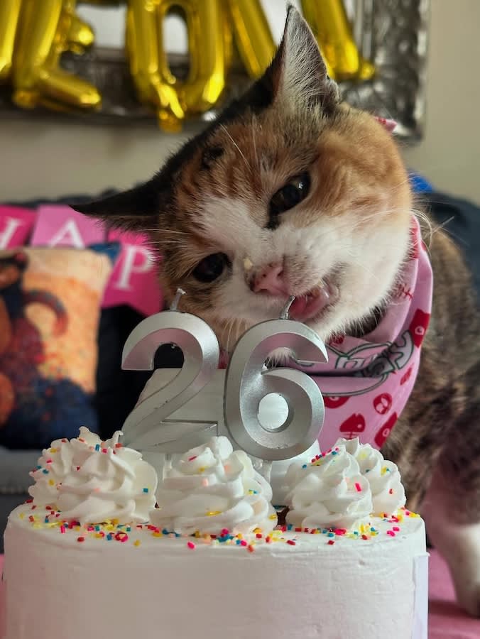 This Cat Is 26. Her Secret Is 15 Boring Habits, Not One Magic Trick.