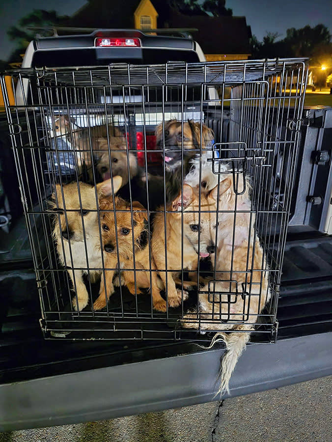The People Who Saw It Coming: Inside the St. Gabriel Animal Hospital Rescue