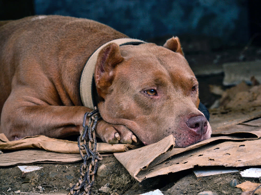 43 Arrests at a Texas Dogfight. Nearly All of Them Bonded Out.