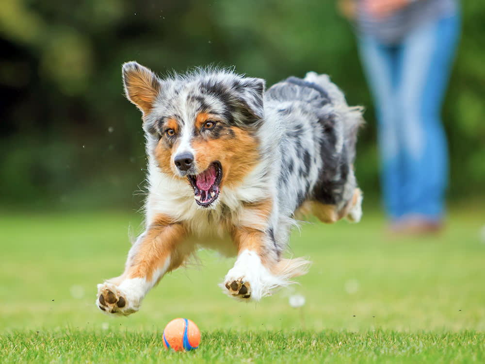 6 Automatic Ball Launchers for High-Energy Dogs, Sorted by What Matters