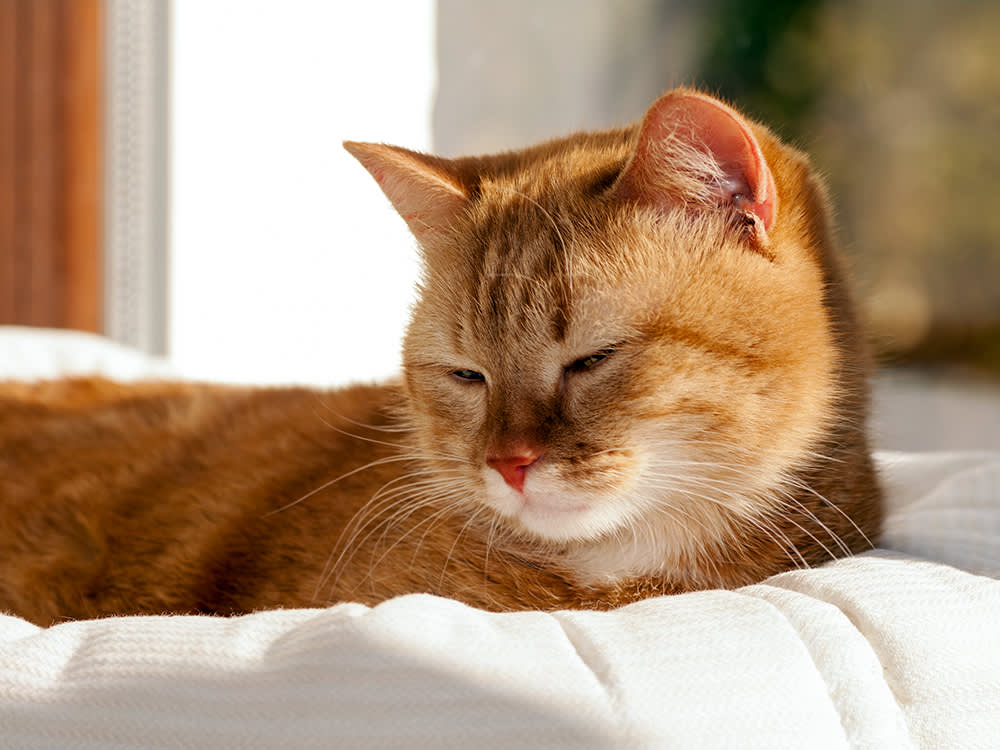 7 Signs Your Cat Is in Pain (and Why You're Probably Missing Them)