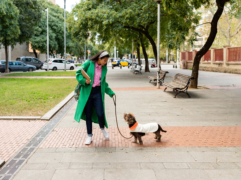The Freedom Paradox: A Dog With Boundaries Gets to Do More