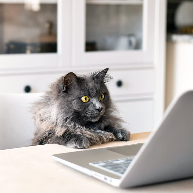 Your Cat Isn't Smart or Dumb. They're Wired for Different Things