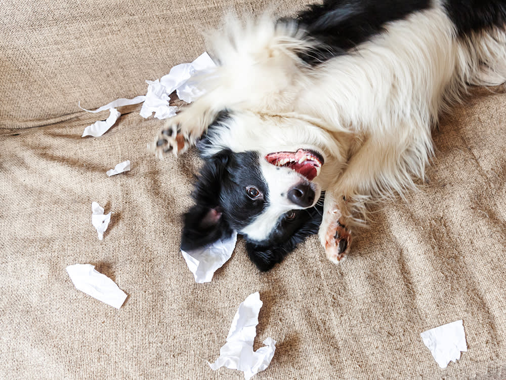 The Puppy Blues Are Real: Surviving the Weeks That Break New Owners