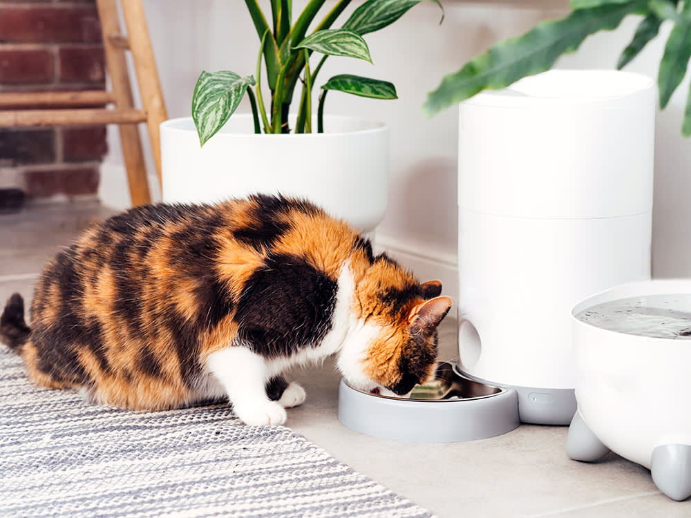 The 10 Best Automatic Cat Feeders of 2026, Sorted by the One Question That Matters