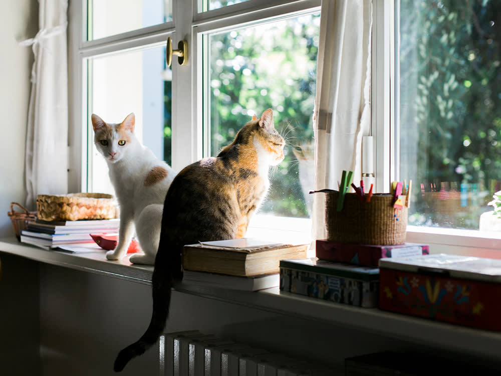 We Did Everything Right Introducing Our Cats. It Was Still a Disaster