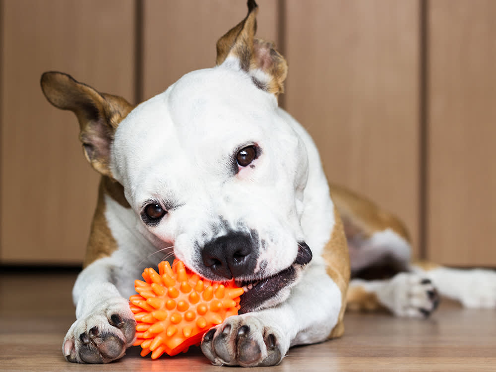 Your Dog Is Bored, Not Heartbroken. Build These 7 Activity Stations.