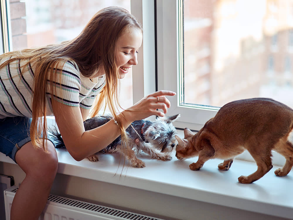 You Want a Dog. You Have a Cat. Here's How to Not Blow It.