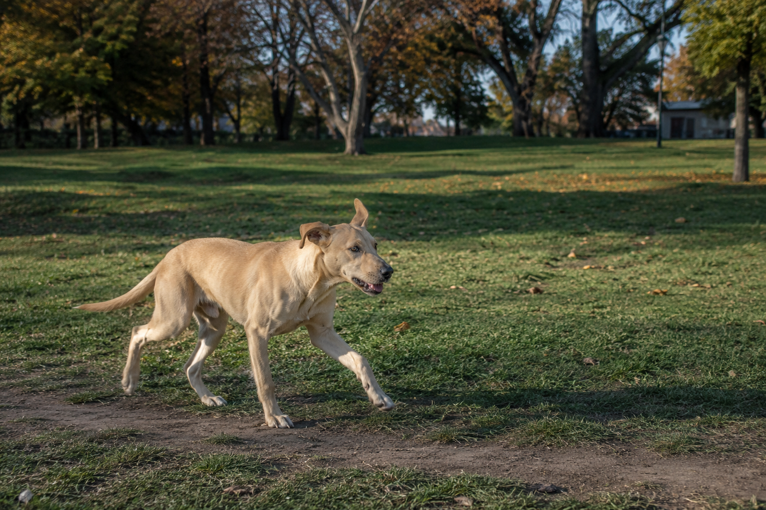 Your Dog's Teenage Months Are the Riskiest of Their Life. Here's How to Survive Them