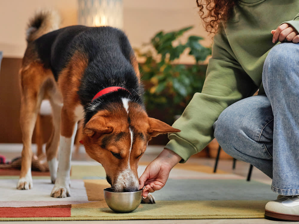 Why Adult Dogs Shouldn't Live on Puppy Food Comes Down to One Mineral