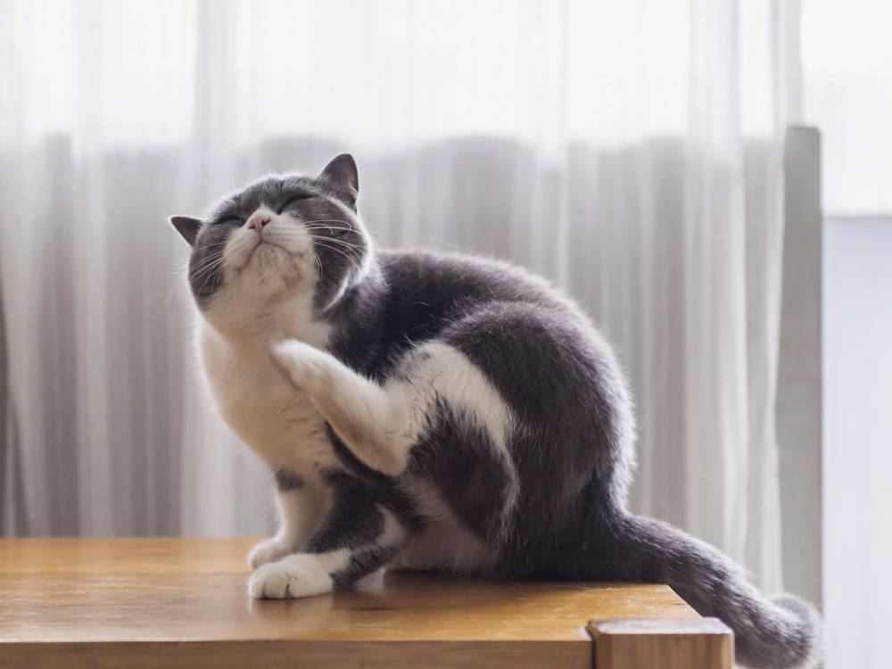 The Flea Product That Sends Cats to the ER: Advantage vs. Advantix