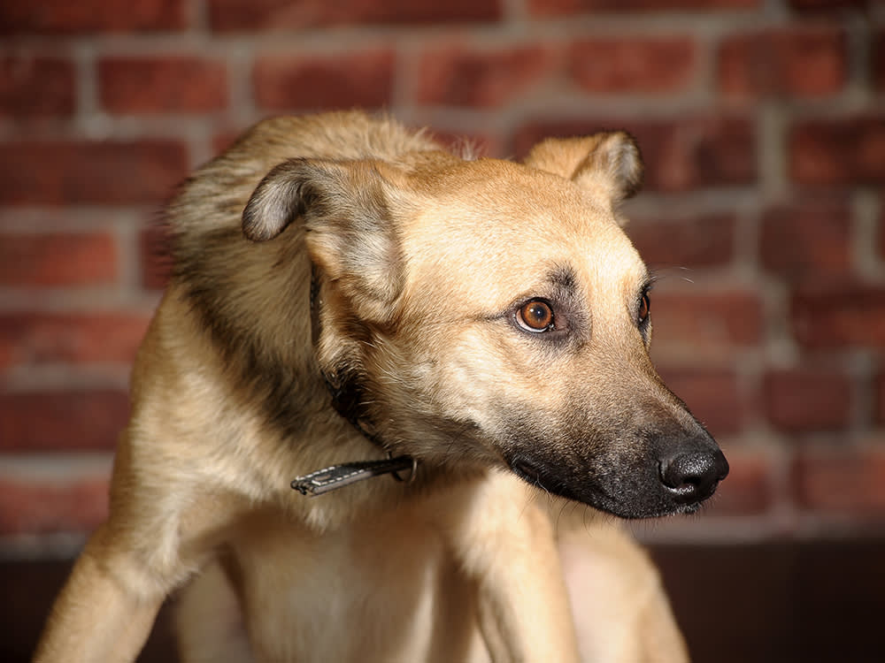 "Aggressive" Is the Most Misread Word in Dog Behavior. Here's What Yours Means