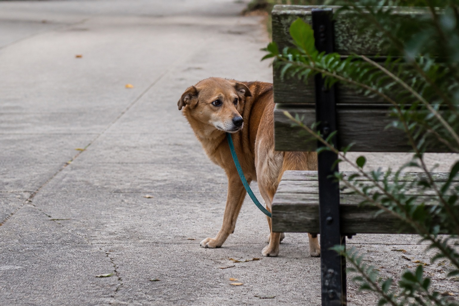 The Myths About 'Aggressive' Dogs Are Getting Good Dogs Killed