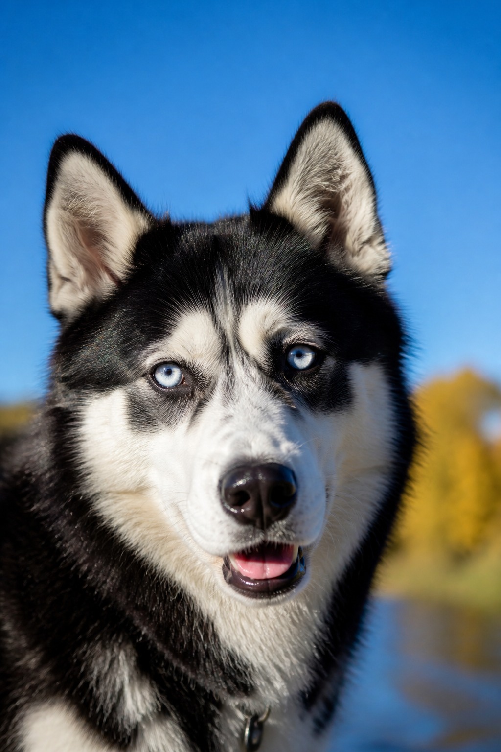 17 Surprising Dog Facts That All Come Back to One Thing: The Nose