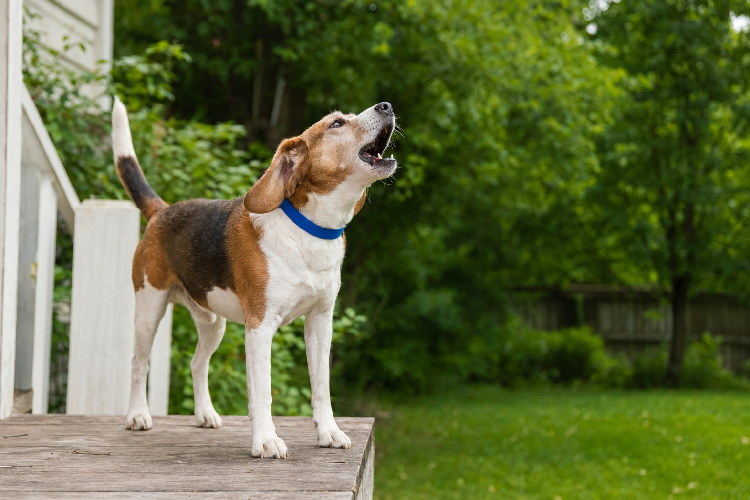 Anti-Bark Devices Don't Stop Barking. They Punish a Sentence You Can't Read