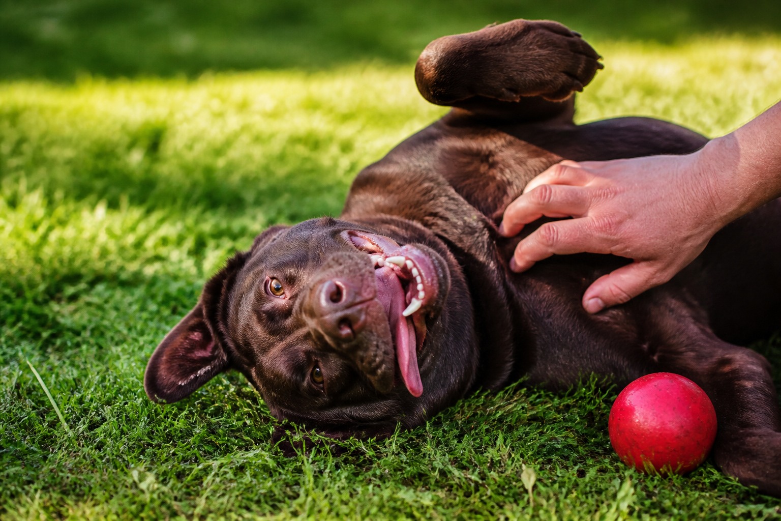 The Dog CBD Study Everyone Cites Validated a Protocol, Not a Product