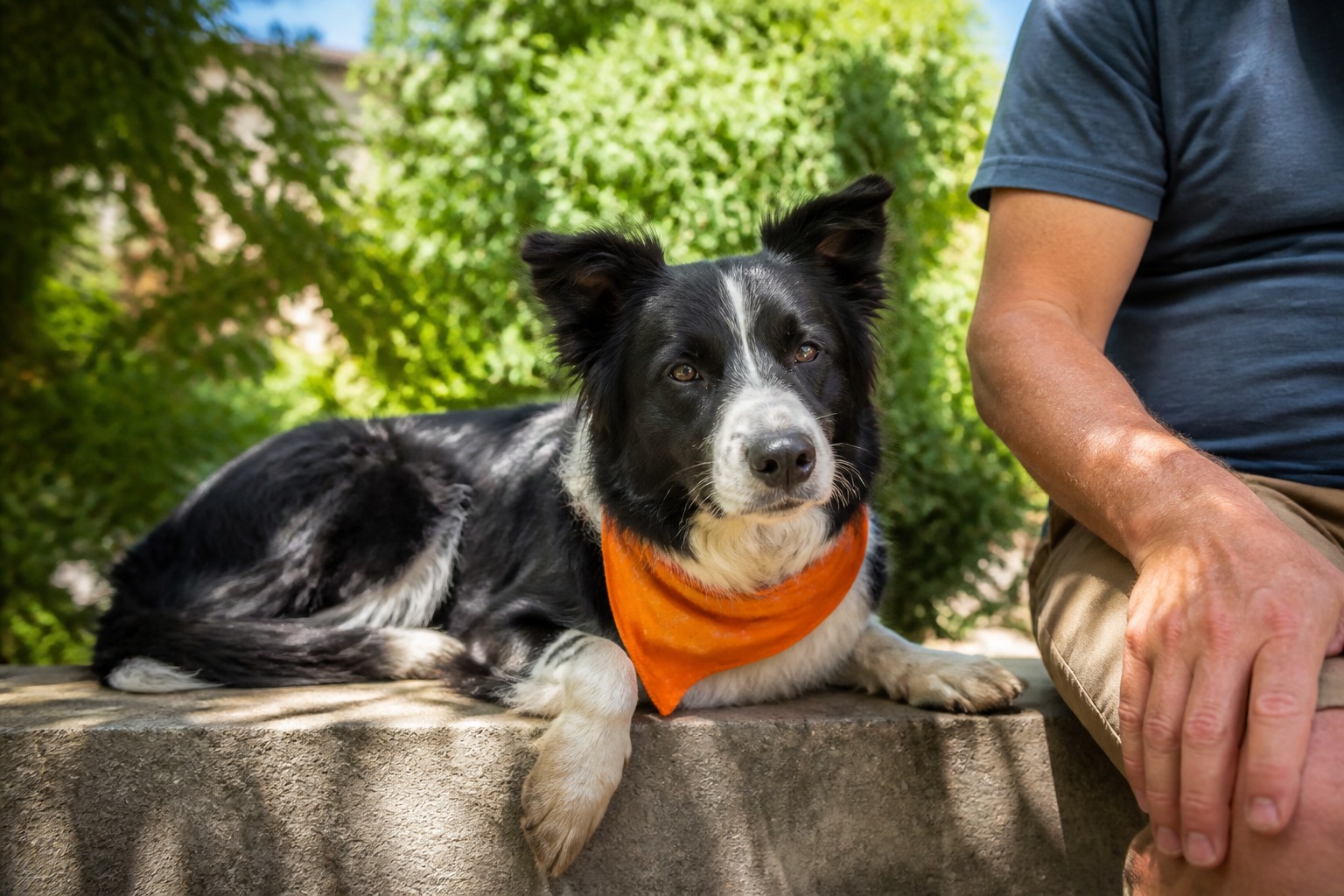 Cicada Season and Your Dog: The Risk Isn't Poison, It's the Buffet