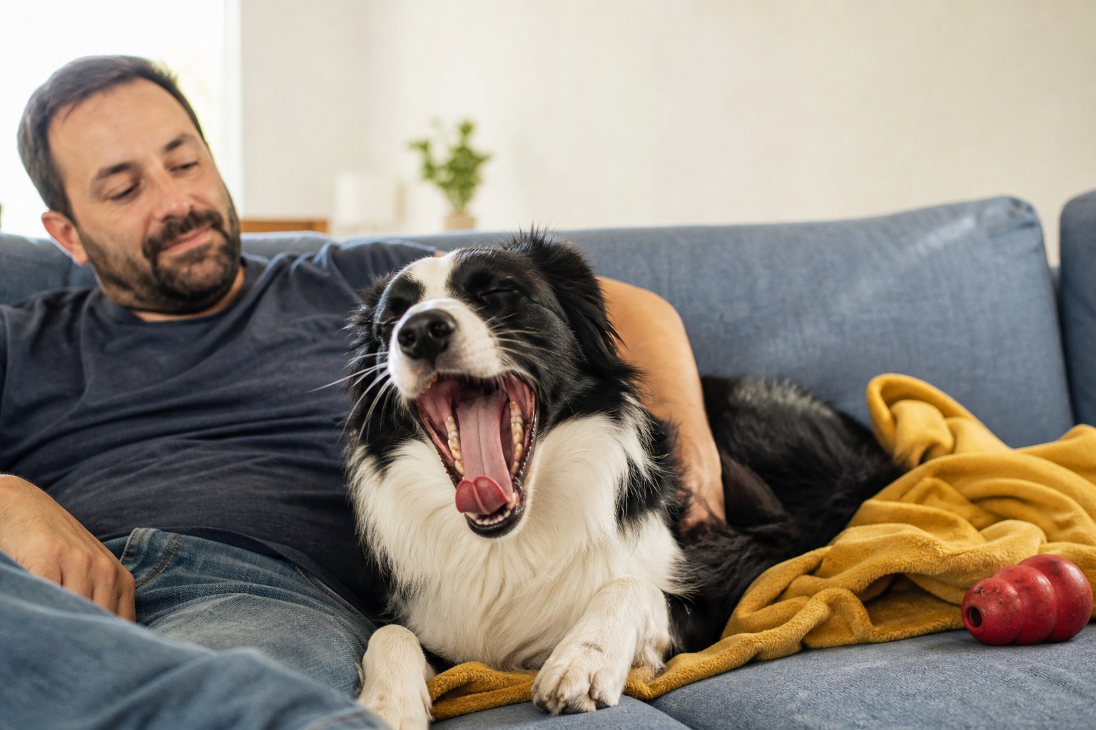 We Romanticized the Dog Yawn. The Science Is Messier, and More Useful