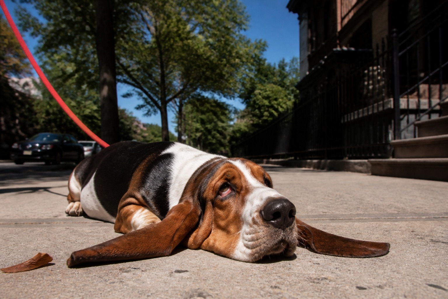 "Stubborn" Is a Diagnosis With No Cure. Here's What Your Dog Is Really Saying