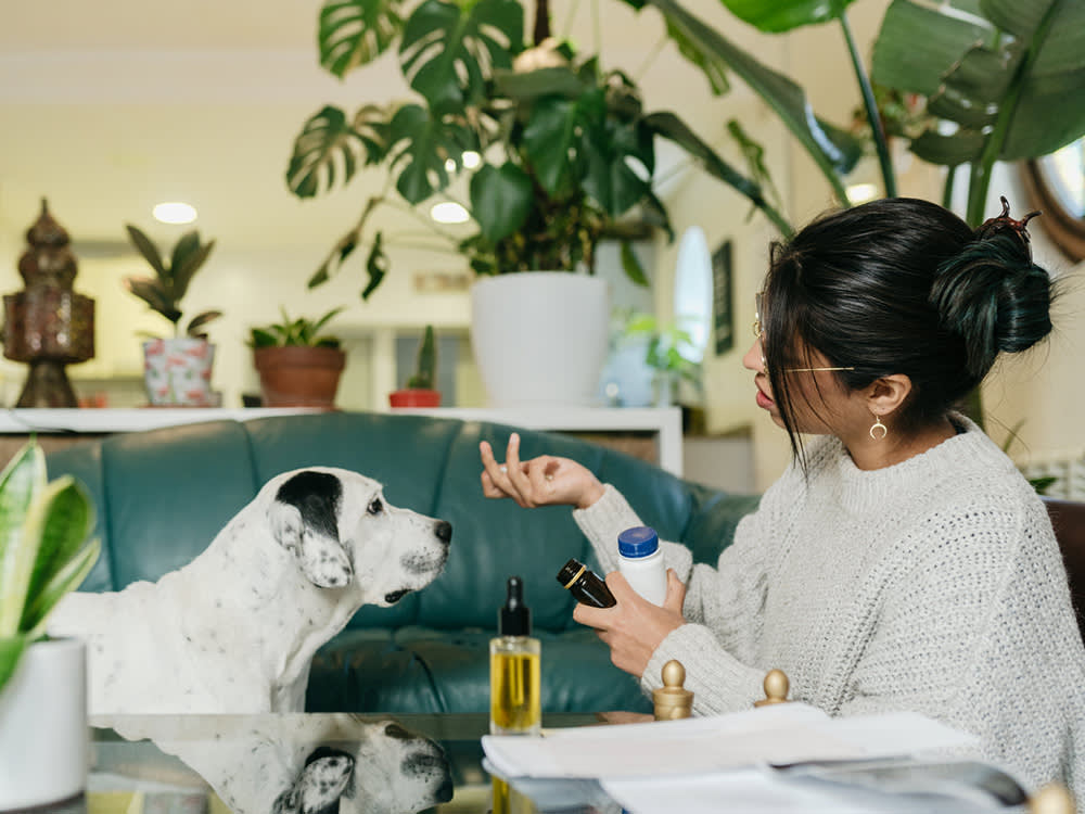 Can You Give a Dog Aspirin? Start With Which Situation You're In