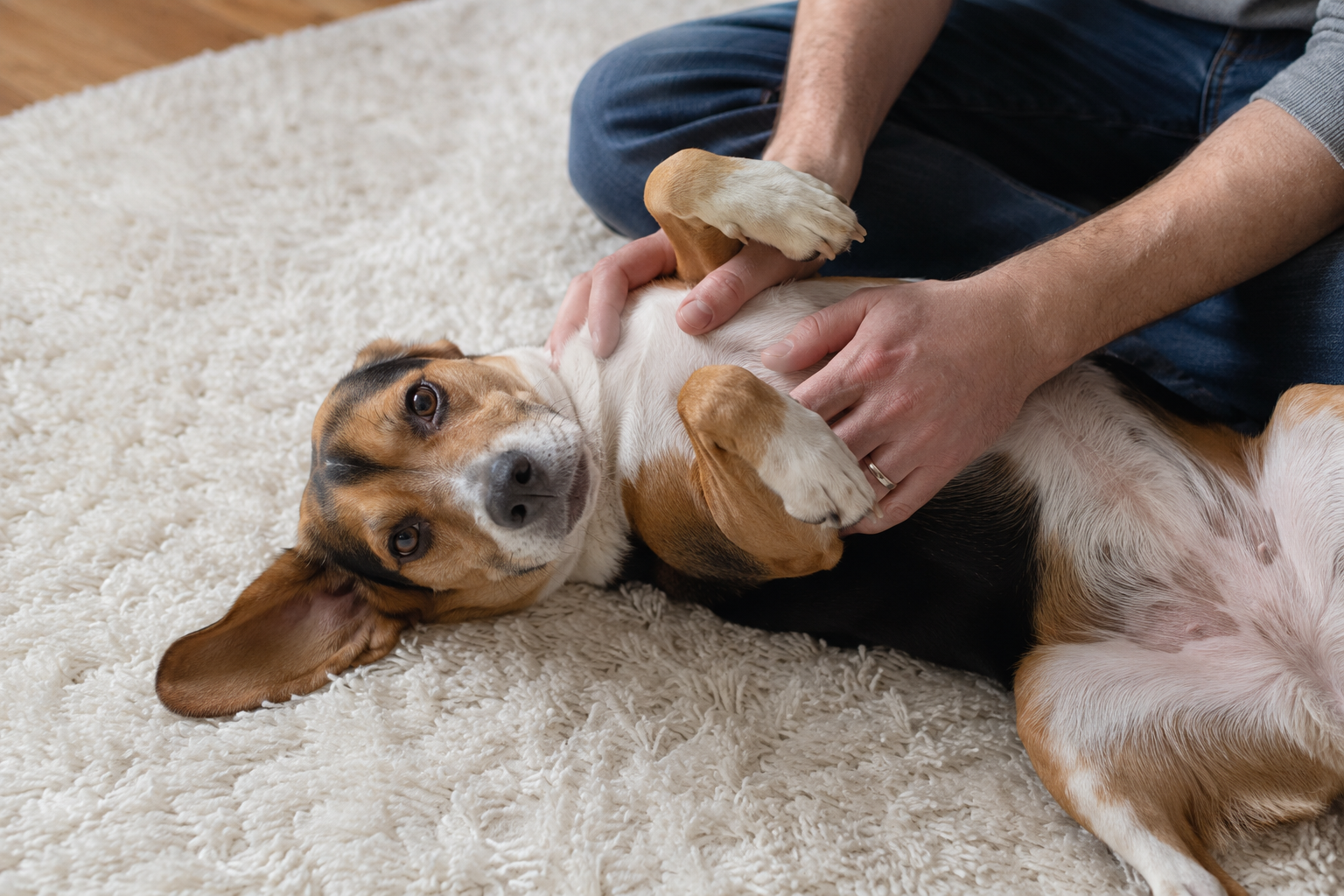 You Can Run Your Dog's First Checkup From the Couch