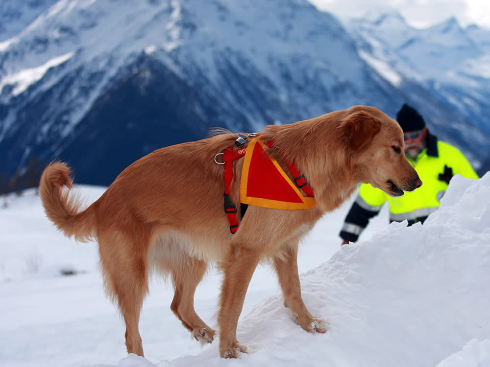 An Avalanche Dog's Real Job Starts Before Anyone Is Buried