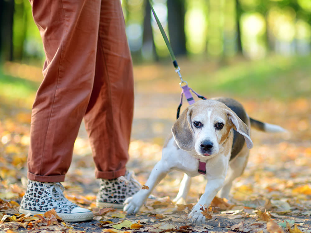 Reactive Dogs Have a Stress Budget. Spend It Wisely