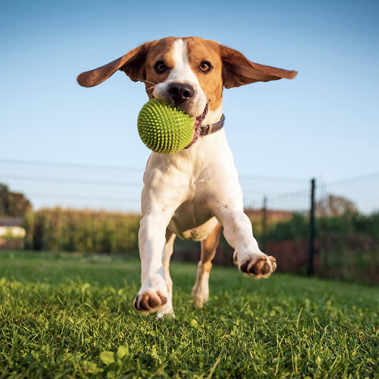 'Ball-Crazy' Isn't a Personality. It's Usually a Symptom.