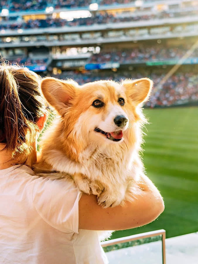 Yes, Your Dog Can Go to a Major League Game. Here's How It Actually Works.