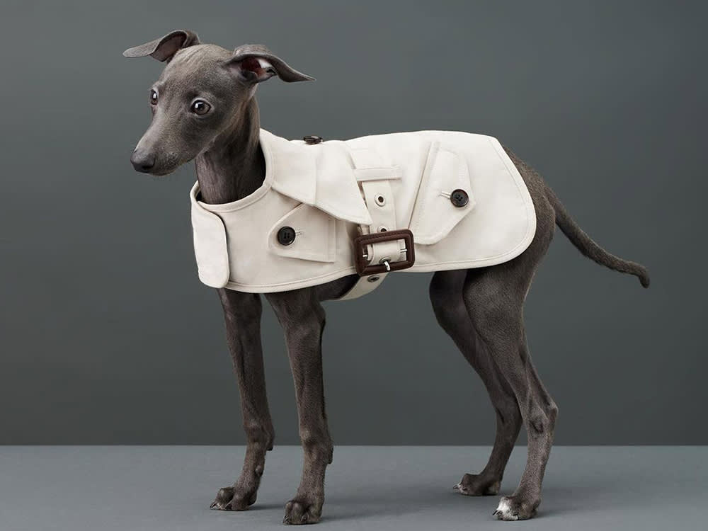 The Dog Coat We'd Buy This Winter, and How to Tell If Yours Even Needs One