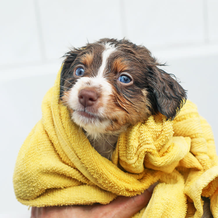 Never Put a 2-Week-Old Puppy in the Bath. The Water Isn't the Danger, the Cold Is.