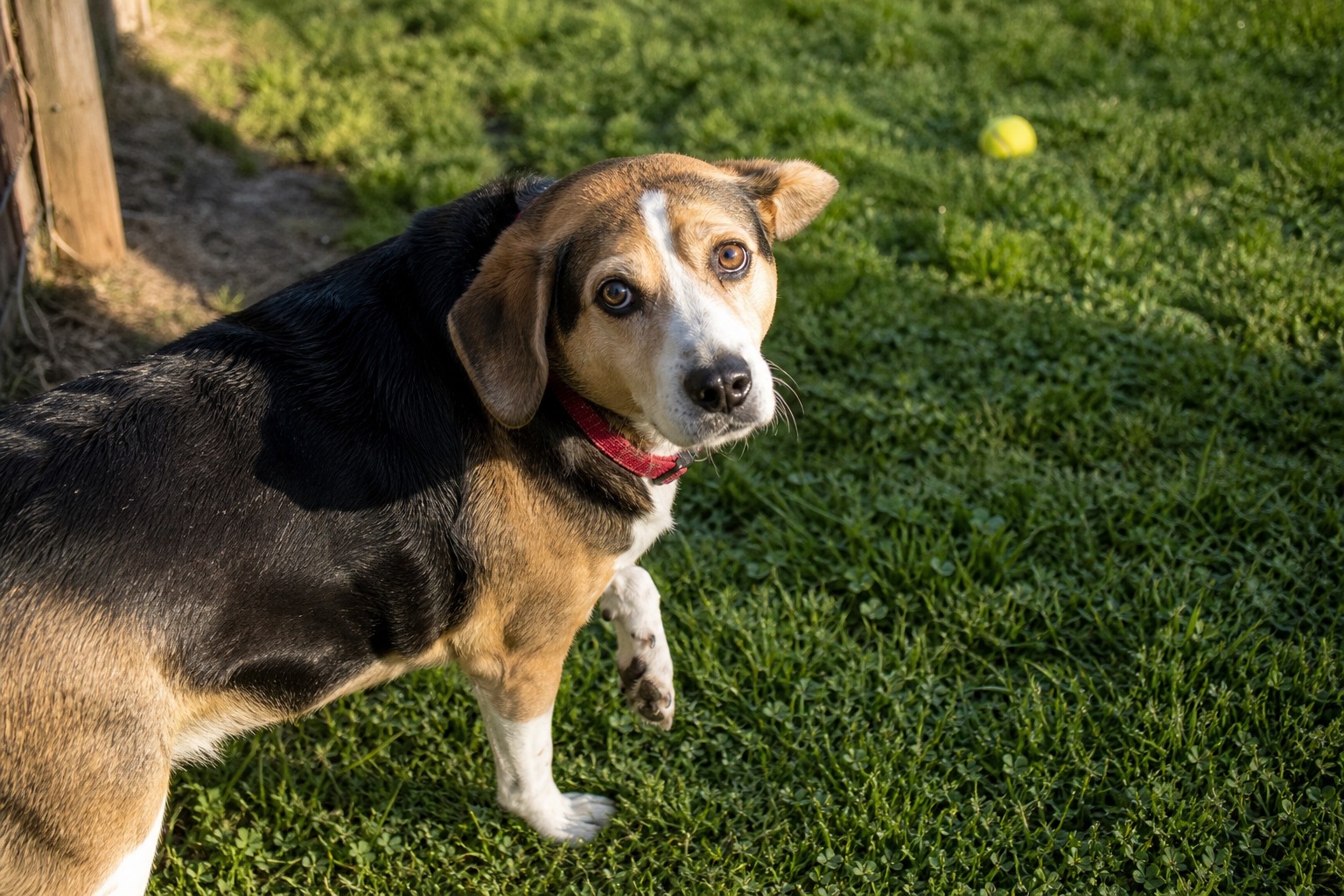 Your Dog Is Limping. Here's the 48-Hour Rule.