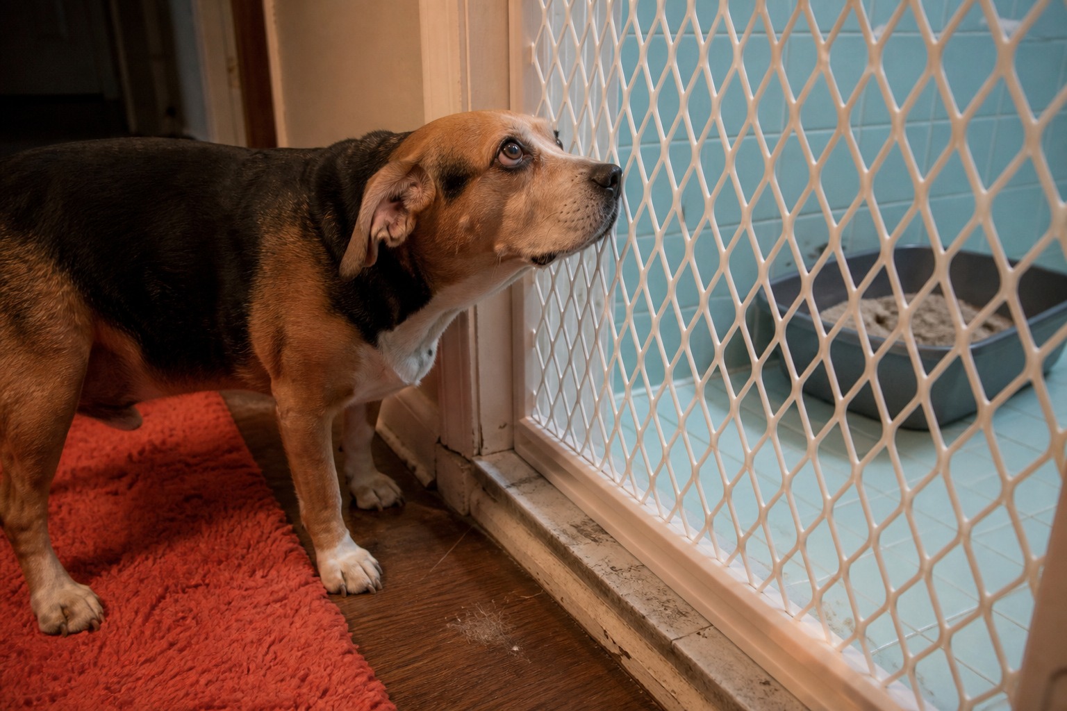 Your Dog Isn't Hungry. Your Litter Box Is Just Unlocked.