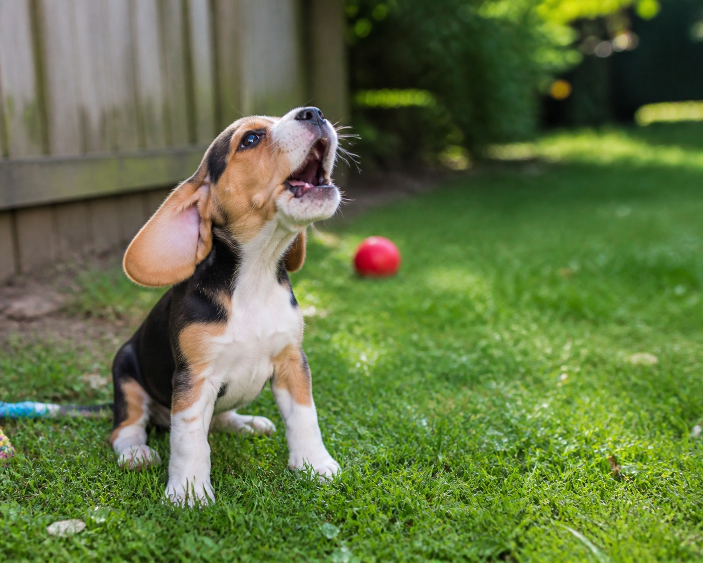 Your Puppy's Barking Isn't One Problem. It's Four.