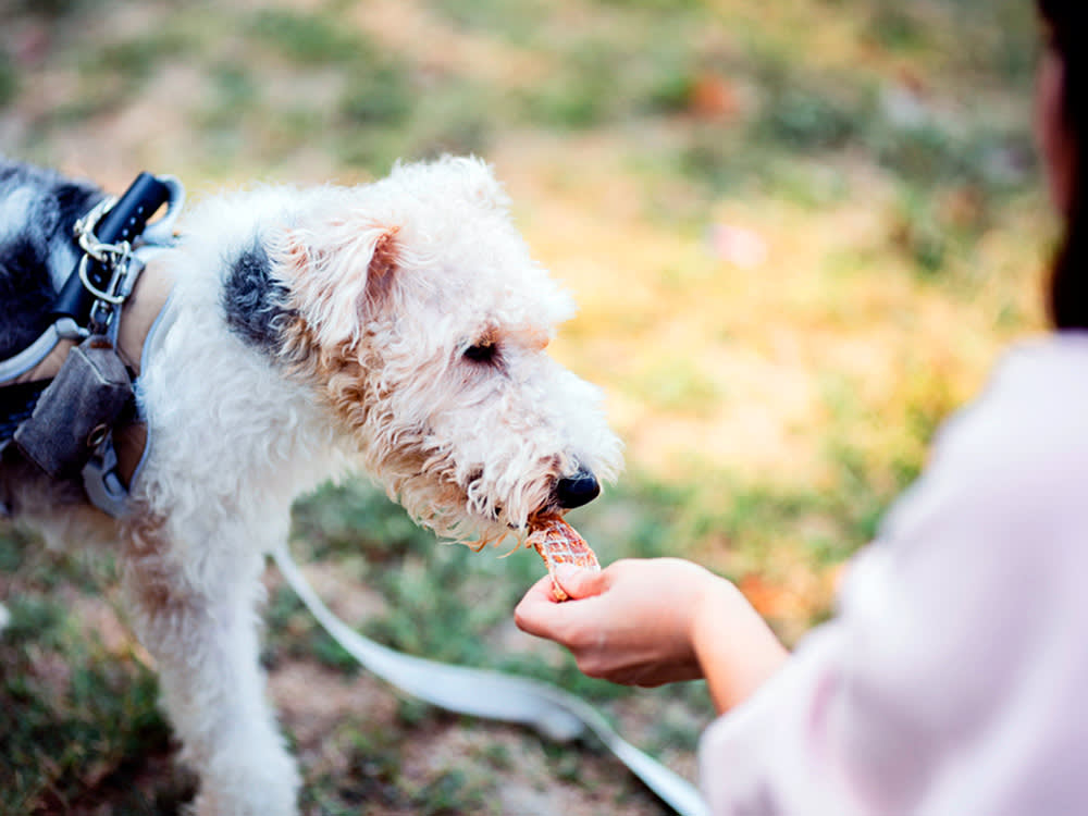 Beef Jerky and Dogs: The Word Tells You Nothing, the Label Tells You Everything