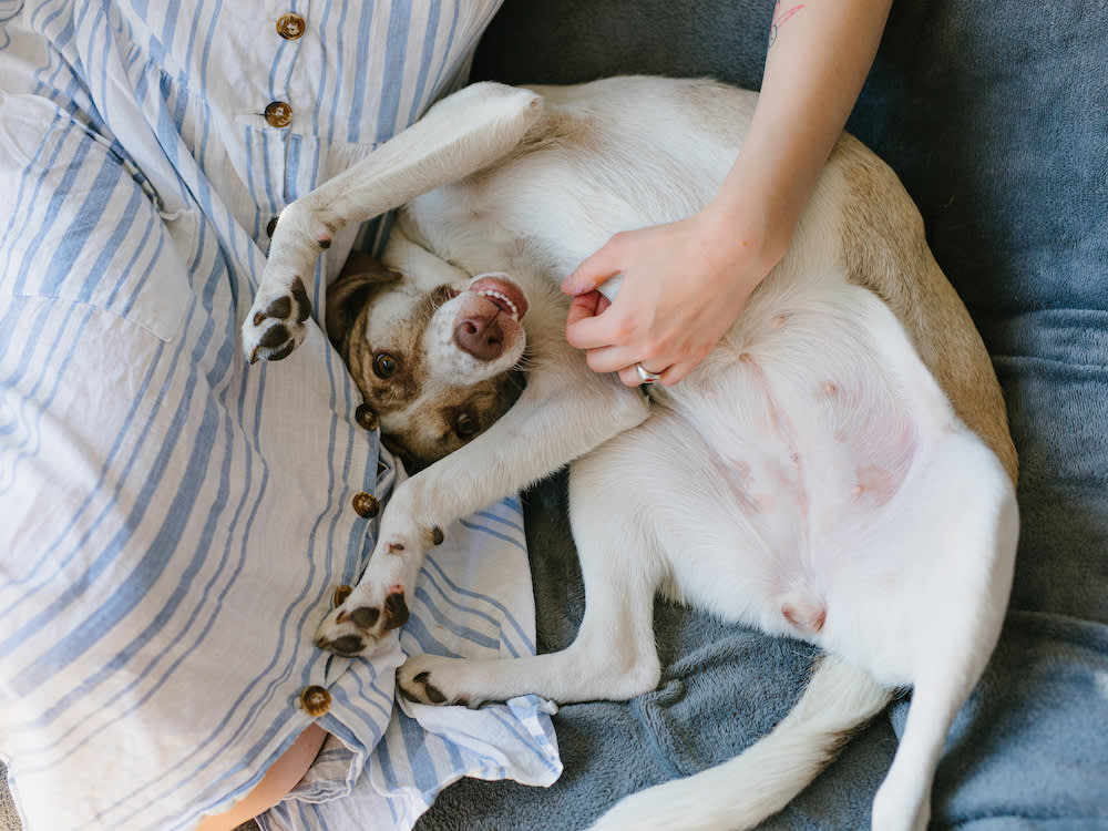 The Belly Flop Is a Consent Form, Not a Command