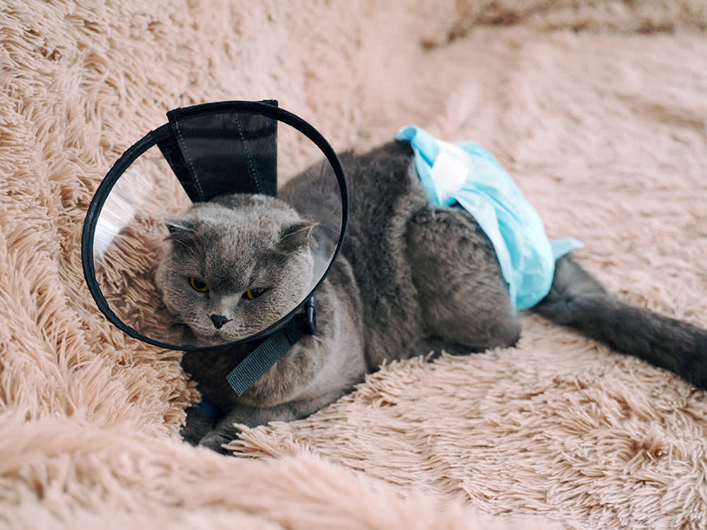 Most Cats Don't Need a Diaper. If Yours Does, Match It to the Problem