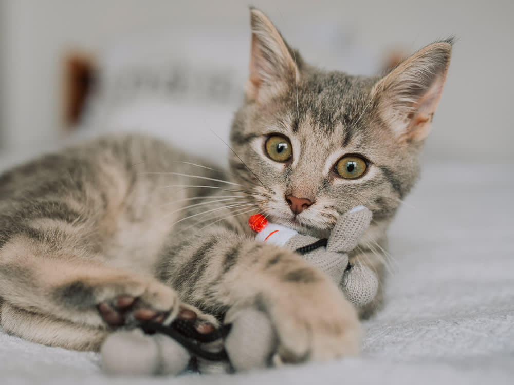 Stop Buying Random Catnip Toys. The 8 That Work, Matched to Your Cat's High