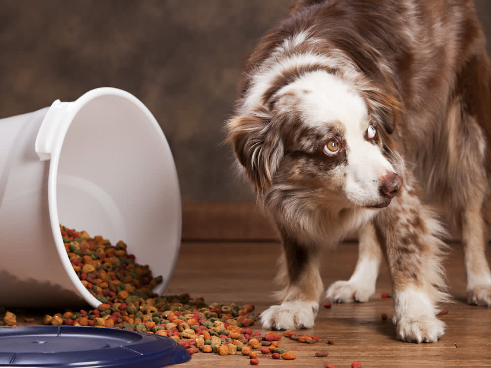 The Best Dog Food Container Isn't the Prettiest. It's the One That's Actually Airtight.