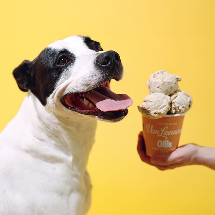 Your Dog Can't Have Your Ice Cream. Here Are 5 They Can, and How to Pick One.