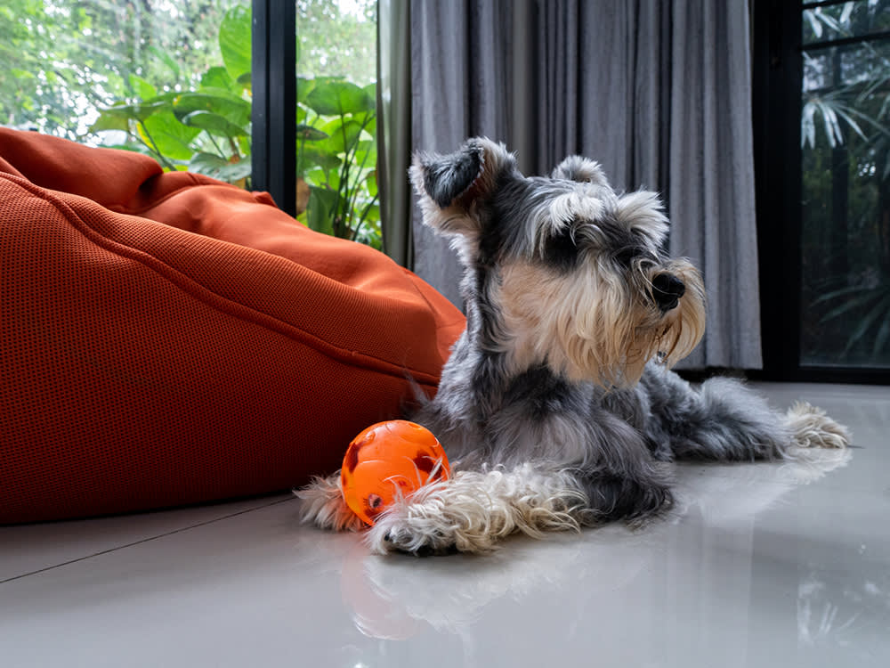 The Best Dog Toys Aren't Toys. They're Puzzles.