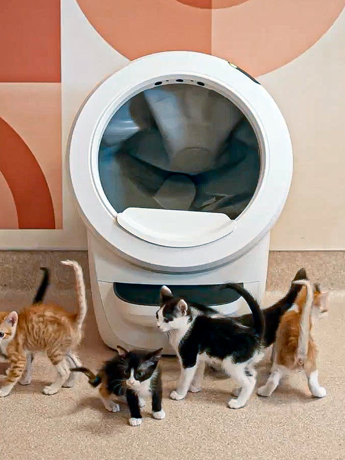 The 'Kitten Litter Box' Is a Trap. Buy for the Cat They'll Become.