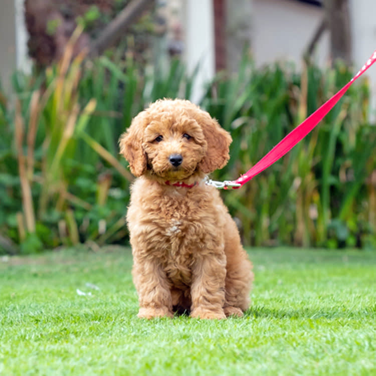 Stop Shopping for a Training Collar. Pick the Right Tool for Your Dog's Neck First