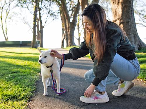 The Daily Walk Is Optional. Your Dog's Enrichment Isn't.