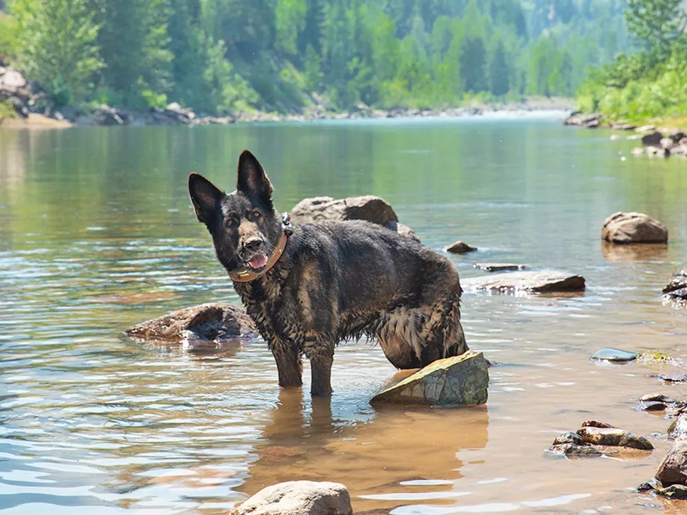 Big Sky Is 2026's Hottest Trip. Here's How to Bring the Dog.