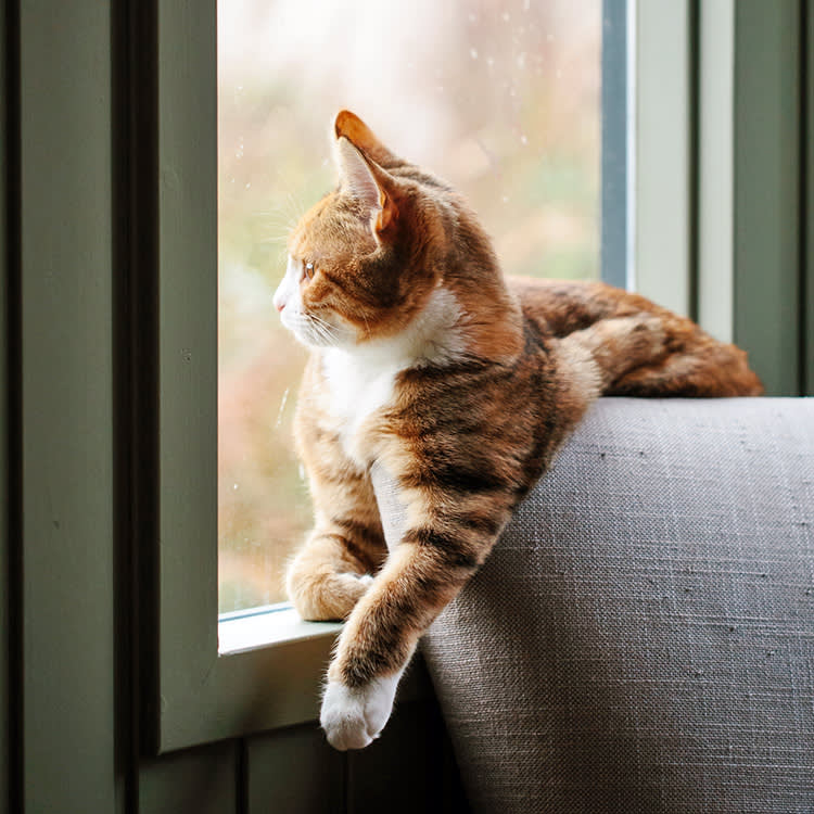 Your Indoor Cat's Food Bowl Is the Bird Flu Risk Nobody Warned You About